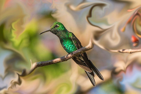 Cuba. An artistic rendering of a bee hummingbird. White Modern Wood Framed Art Print with Double Matting by Muir, Janet