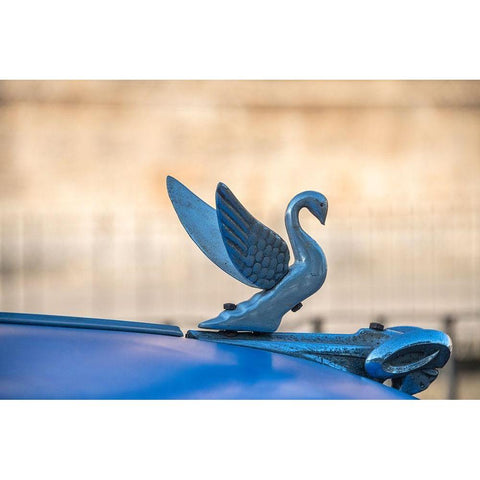 Close-up of a swan hood ornament on a classic blue American car in Vieja-old Habana-Havana-Cuba Black Modern Wood Framed Art Print by Miglavs, Janis