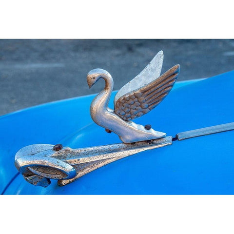 Close-up a swan hood ornament on a classic blue American car in Vieja-old Habana-Havana-Cuba Black Modern Wood Framed Art Print by Miglavs, Janis