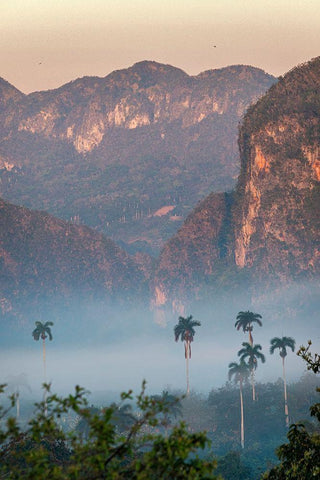 Morning fog rises from the palm tree lined Vinales Valley-Cuba White Modern Wood Framed Art Print with Double Matting by Miglavs, Janis