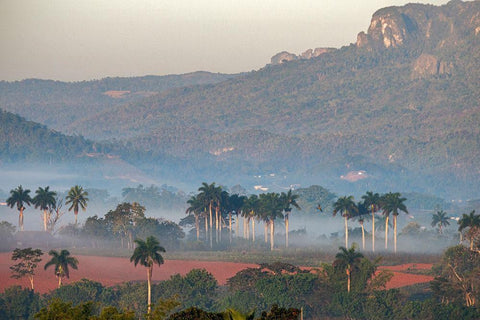 Morning fog rises from the palm tree lined Vinales Valley-Cuba Black Ornate Wood Framed Art Print with Double Matting by Miglavs, Janis