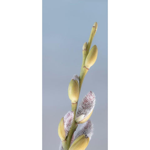 Washington State-Seabeck Pussy willows close-up Black Modern Wood Framed Art Print by Jaynes Gallery