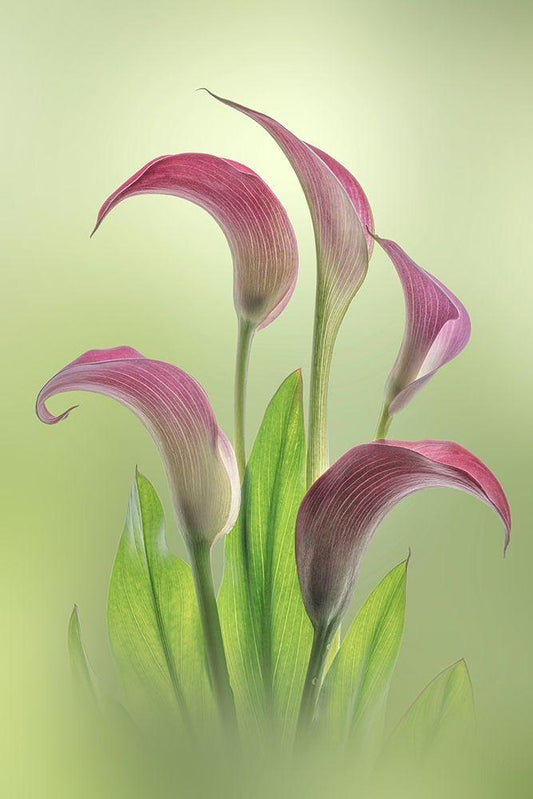 Image Only