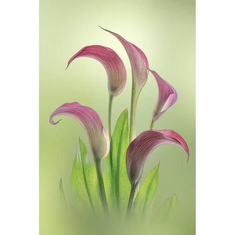 Washington State-Seabeck Calla lily flowers close-up Black Modern Wood Framed Art Print by Jaynes Gallery