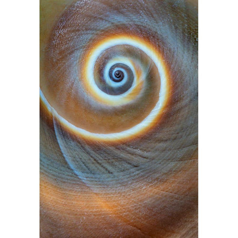 Washington State-Seabeck Spiral sea shell close-up Black Modern Wood Framed Art Print by Jaynes Gallery