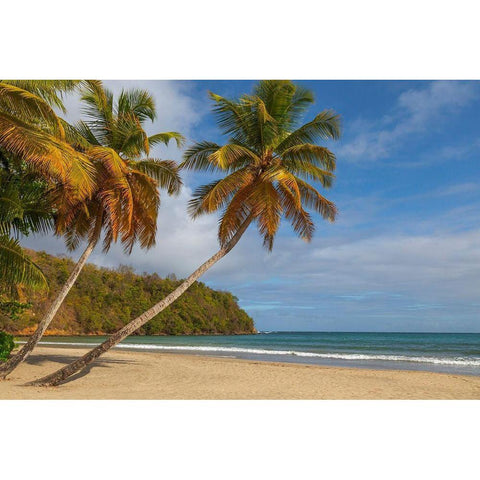 Caribbean-Grenada-Grenadines Palm trees and ocean at La Sagesse Beach Black Modern Wood Framed Art Print with Double Matting by Jaynes Gallery