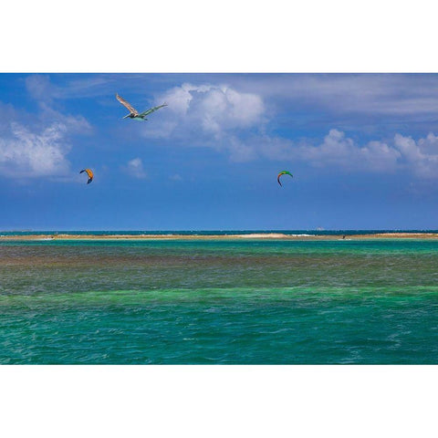 Caribbean-Grenada-Union Island Surf kites and pelican flying over ocean Black Modern Wood Framed Art Print by Jaynes Gallery