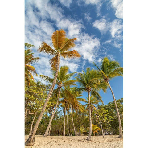 Caribbean-Grenada-Mayreau Island Beach and palm trees White Modern Wood Framed Art Print by Jaynes Gallery