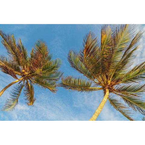 Caribbean-Grenada-Mayreau Island Palm trees against sky White Modern Wood Framed Art Print by Jaynes Gallery