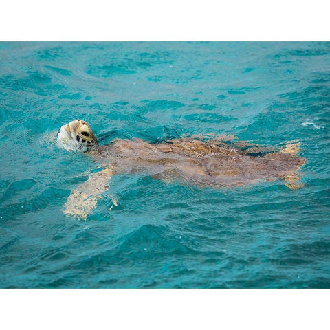 Caribbean-Grenada-Tobago Cays Green sea turtle in water Gold Ornate Wood Framed Art Print with Double Matting by Jaynes Gallery