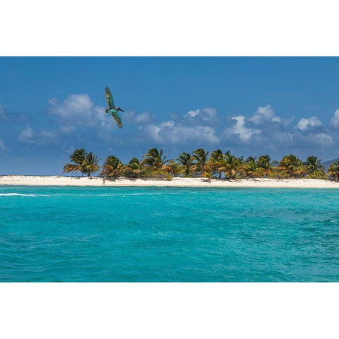 Caribbean-Grenada-Sandy Island Pelican flies over ocean shore Black Modern Wood Framed Art Print by Jaynes Gallery