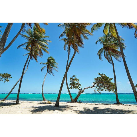 French West Indies-Guadeloupe Marie-Galante Island-part of France Beach at Capesterre  Black Modern Wood Framed Art Print by Buhl, Karl