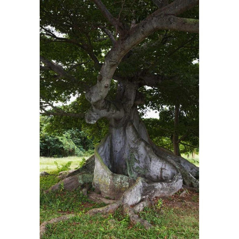 Puerto Rico, Viegues Island Ceiba tree Black Modern Wood Framed Art Print by Flaherty, Dennis