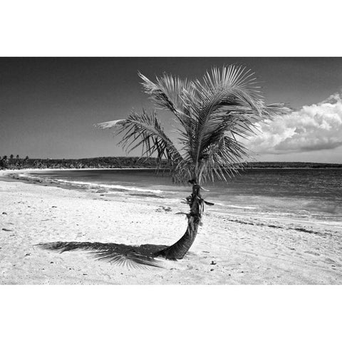 Puerto Rico, Vieques Coconut palm on Red Beach Black Modern Wood Framed Art Print with Double Matting by Flaherty, Dennis