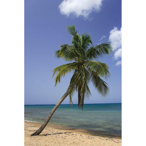 Puerto Rico-Vieques Coconut palm tree on Green Beach Black Modern Wood Framed Art Print with Double Matting by Jaynes Gallery