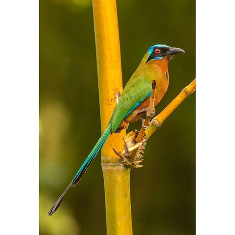 Caribbean-Tobago Motmot bird on limb  White Modern Wood Framed Art Print by Jaynes Gallery