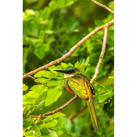 Caribbean-Tobago Rufous-tailed jacamar bird on limb  Gold Ornate Wood Framed Art Print with Double Matting by Jaynes Gallery