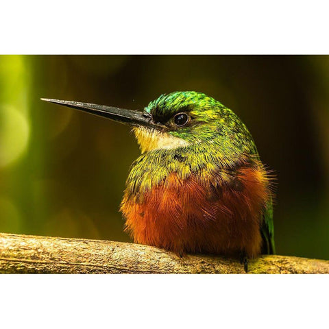 Caribbean-Tobago Rufous-tailed jacamar bird on limb  Black Modern Wood Framed Art Print by Jaynes Gallery