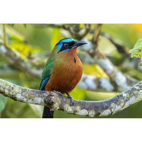 Caribbean-Tobago Motmot bird on limb  Black Modern Wood Framed Art Print by Jaynes Gallery