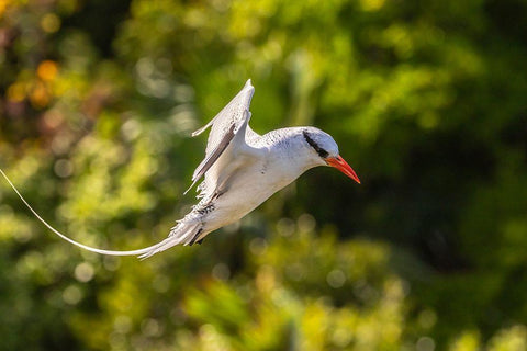 Caribbean-Little Tobago Island Red-billed tropicbird in flight  White Modern Wood Framed Art Print with Double Matting by Jaynes Gallery