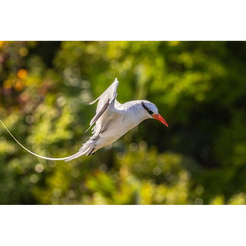 Caribbean-Little Tobago Island Red-billed tropicbird in flight  Black Modern Wood Framed Art Print by Jaynes Gallery