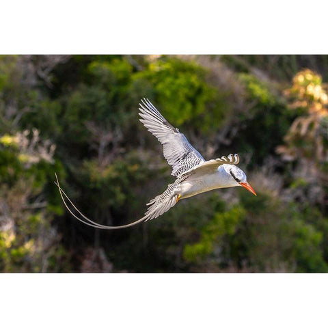 Caribbean-Little Tobago Island Red-billed tropicbird in flight  Black Modern Wood Framed Art Print by Jaynes Gallery