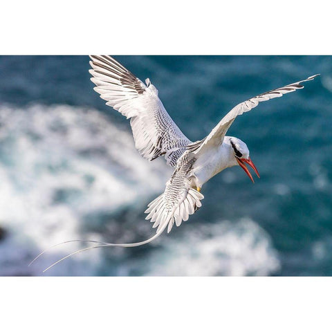 Caribbean-Little Tobago Island Red-billed tropicbird in flight  Black Modern Wood Framed Art Print by Jaynes Gallery
