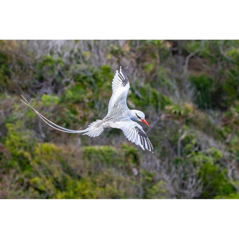 Caribbean-Little Tobago Island Red-billed tropicbird in flight  Gold Ornate Wood Framed Art Print with Double Matting by Jaynes Gallery