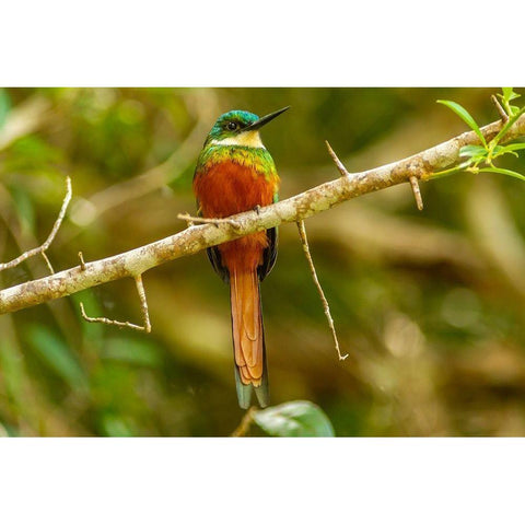 Caribbean-Tobago Rufous-tailed jacamar bird on limb  Black Modern Wood Framed Art Print by Jaynes Gallery