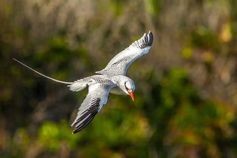 Caribbean-Little Tobago Island Red-billed tropicbird in flight  Black Ornate Wood Framed Art Print with Double Matting by Jaynes Gallery