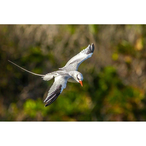 Caribbean-Little Tobago Island Red-billed tropicbird in flight  Black Modern Wood Framed Art Print by Jaynes Gallery