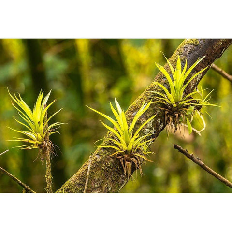 Caribbean-Trinidad-Asa Wright Nature Center Bromeliads growing on tree  Black Modern Wood Framed Art Print by Jaynes Gallery