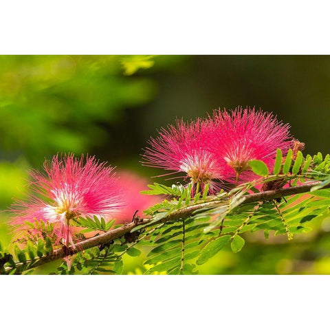 Caribbean-Trinidad-Asa Wright Nature Center Mimosa blossoms close-up  Black Modern Wood Framed Art Print by Jaynes Gallery
