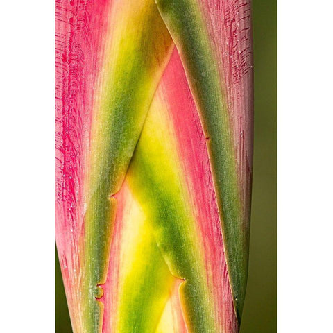 Caribbean-Trinidad-Asa Wright Nature Center Heliconia plant close-up  Black Modern Wood Framed Art Print by Jaynes Gallery