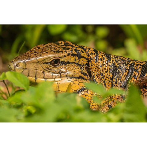 Caribbean-Trinidad-Asa Wright Nature Center Tegu lizard close-up  Black Modern Wood Framed Art Print by Jaynes Gallery