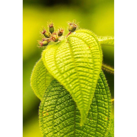 Caribbean-Trinidad-Asa Wright Nature Center Leaves and leaf buds  Black Modern Wood Framed Art Print with Double Matting by Jaynes Gallery