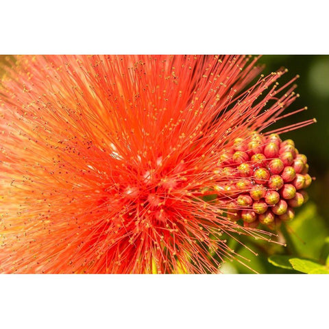 Caribbean-Trinidad-Asa Wright Nature Center Mimosa blossom and buds close-up  Black Modern Wood Framed Art Print by Jaynes Gallery