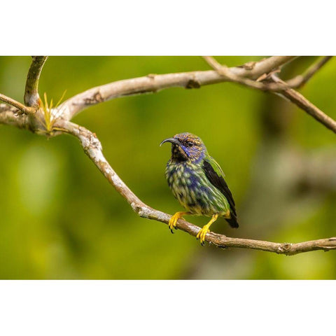 Caribbean-Trinidad-Asa Wright Nature Center Juvenile purple honeycreeper bird close-up  Black Modern Wood Framed Art Print by Jaynes Gallery