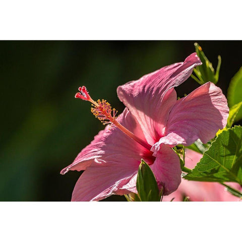 Caribbean-Trinidad-Asa Wright Nature Center Hibiscus blossom close-up  White Modern Wood Framed Art Print by Jaynes Gallery