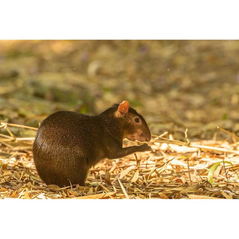 Caribbean-Trinidad-Asa Wright Nature Center Agouti eating  Black Modern Wood Framed Art Print by Jaynes Gallery