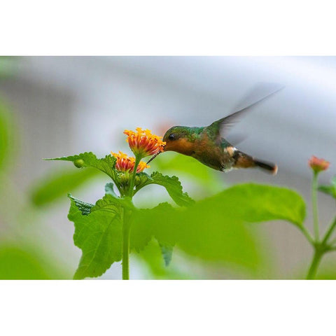 Caribbean-Trinidad-Asa Wright Nature Center Female tufted coquette hummingbird feeding  White Modern Wood Framed Art Print by Jaynes Gallery
