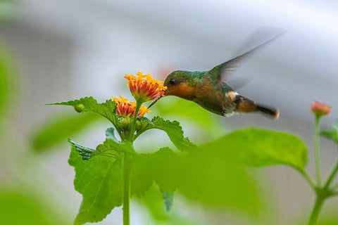 Caribbean-Trinidad-Asa Wright Nature Center Female tufted coquette hummingbird feeding  White Modern Wood Framed Art Print with Double Matting by Jaynes Gallery