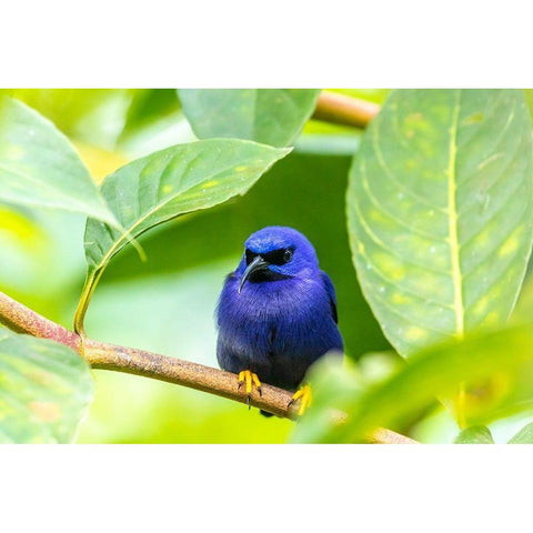 Caribbean-Trinidad-Asa Wright Nature Center Male purple honeycreeper on limb  Black Modern Wood Framed Art Print by Jaynes Gallery