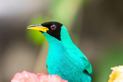 Caribbean-Trinidad-Asa Wright Nature Center Male green honeycreeper bird close-up  White Modern Wood Framed Art Print with Double Matting by Jaynes Gallery