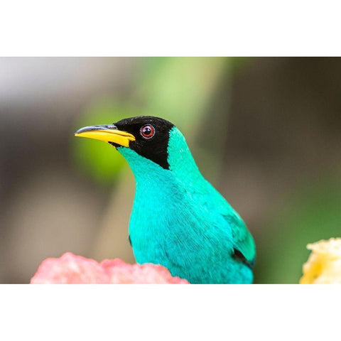 Caribbean-Trinidad-Asa Wright Nature Center Male green honeycreeper bird close-up  Black Modern Wood Framed Art Print by Jaynes Gallery