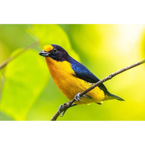 Caribbean-Trinidad-Asa Wright Nature Center Euphonia bird on limb  Black Modern Wood Framed Art Print by Jaynes Gallery