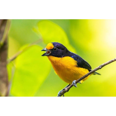 Caribbean-Trinidad-Asa Wright Nature Center Euphonia bird on limb calling  Black Modern Wood Framed Art Print by Jaynes Gallery