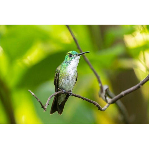 Caribbean-Trinidad-Asa Wright Nature Center White-chested emerald hummingbird on limb  Black Modern Wood Framed Art Print by Jaynes Gallery