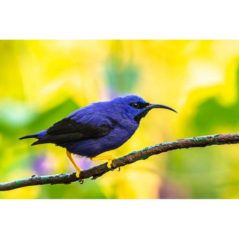 Caribbean-Trinidad-Asa Wright Nature Center Male purple honeycreeper on limb  Black Modern Wood Framed Art Print by Jaynes Gallery