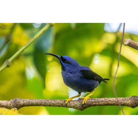 Caribbean-Trinidad-Asa Wright Nature Center Male purple honeycreeper on limb  Black Modern Wood Framed Art Print by Jaynes Gallery